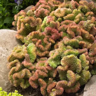 Очиток (седум) КРИСТАТУМ отогнутый в Калинковичах