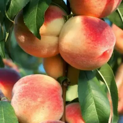 Персик ЛОЙКО 2 в Калинковичах