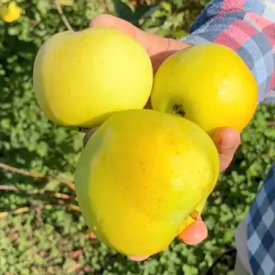 Яблоня КАЛУЖАНКА в Калинковичах