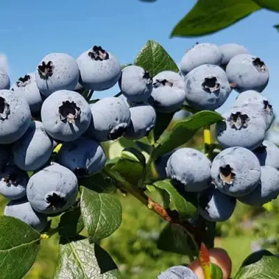 Голубика НЕЛЬСОН в Калинковичах