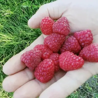 Малина ПОЛЬКА (ПОЛКА) в Калинковичах