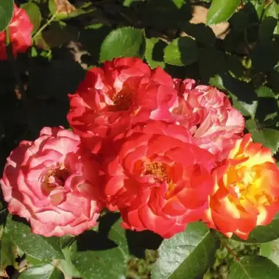 Роза ТАЙФУН спрей в Калинковичах