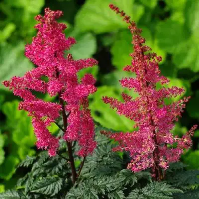 Астильба МУЛЕН РУЖ курчавая в Калинковичах