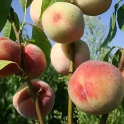 Персик ДОНЕЦКИЙ БЕЛЫЙ в Калинковичах