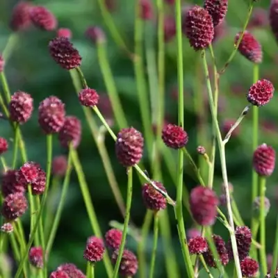 Кровохлебка ЧОКОЛАТ ТИП в Калинковичах