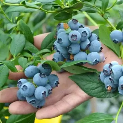 Голубика ТОРО в Калинковичах