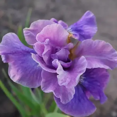 Ирис ХЭВИНГ ФАН сибирский в Калинковичах