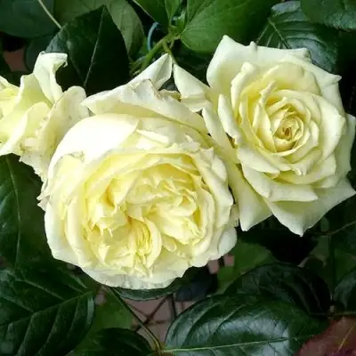 Роза ЭЛЬФ плетистая в Калинковичах