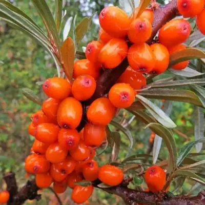 Облепиха ДЖЕМОВАЯ в Калинковичах