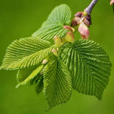 Вяз обыкновенный в Калинковичах