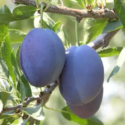 Слива СТЭНЛИ в Калинковичах