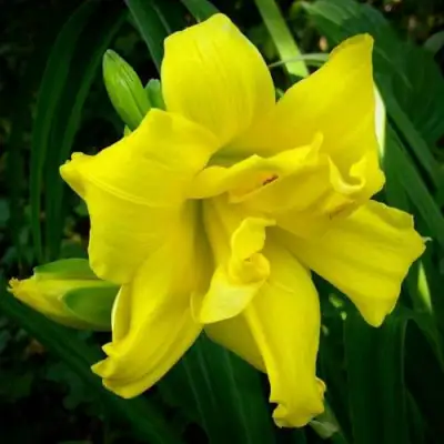 Лилейник ДАБЛ РИВЕР ВАЙ гибридный в Калинковичах