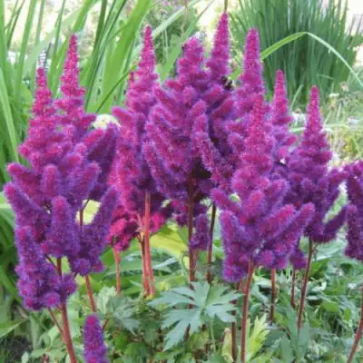 Астильба БЛЭК ЭНД БЛУ китайская в Калинковичах