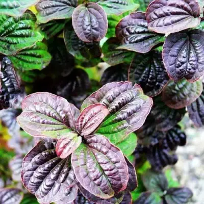 Дерен КОМПРЕССА кроваво-красный в Калинковичах