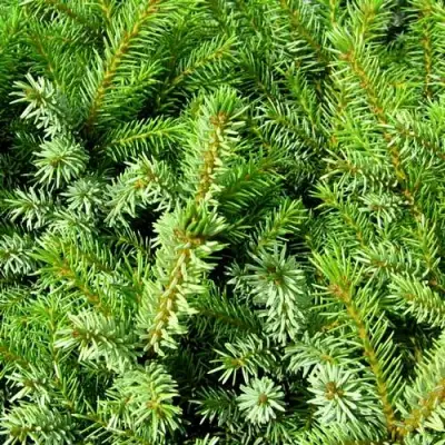 Ель НАНА сербская в Калинковичах