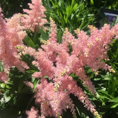 Астильба БРЕССИНГЕМ БЬЮТИ Арендса в Калинковичах