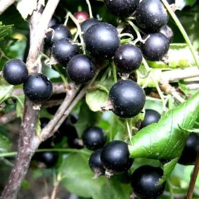 Смородина чёрная НЕСТЕР КОЗИН в Калинковичах