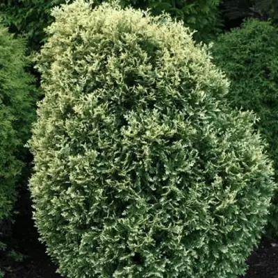 Туя ЛИТОМИШИЛ западная в Калинковичах