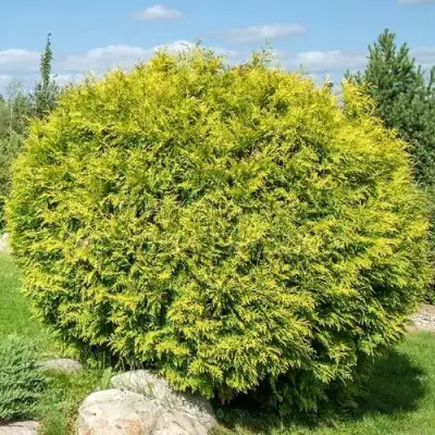 Туя ГОЛДЕН ГЛОБ западная в Калинковичах