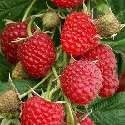 Малина ГЛЕН АМПЛ в Калинковичах