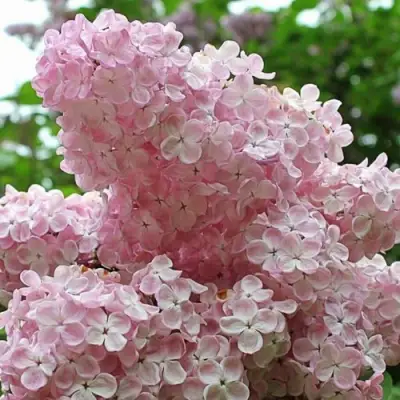 Сирень ВЕЧЕРНИЙ ЗВОН в Калинковичах