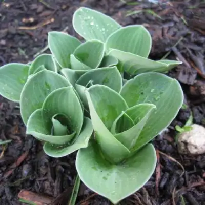 Хоста МОНСТЕР ИРЗ гибридная в Калинковичах