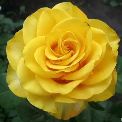 Роза КЕРИО чайно-гибридная в Калинковичах