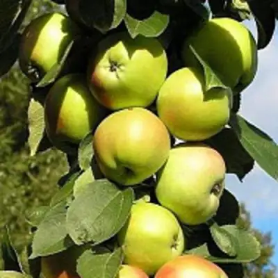 Яблоня ПРЕЗИДЕНТ колонновидная в Калинковичах
