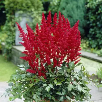 Астильба СПАРТАН Арендса в Калинковичах