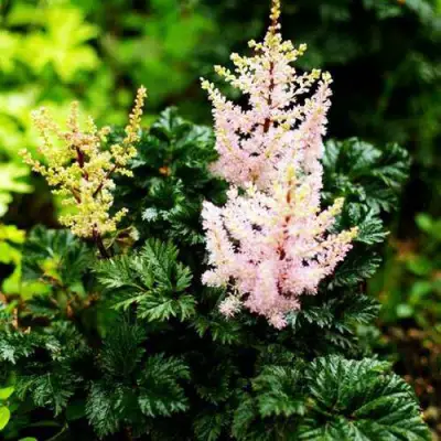 Астильба ЛИЛИПУТ курчавая в Калинковичах