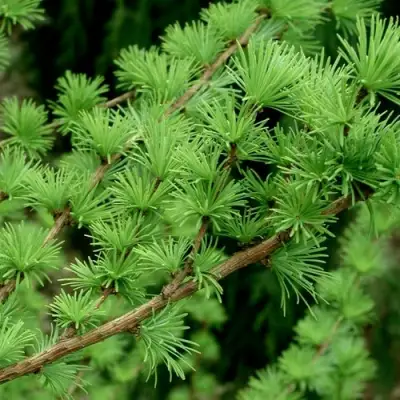 Лиственница европейская в Калинковичах