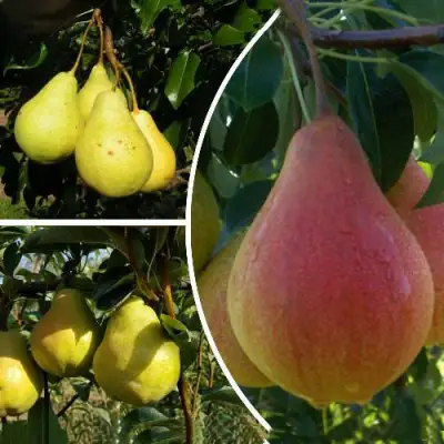 Комплект ТРИ ГРАЦИИ в Калинковичах