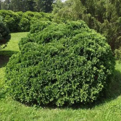 Туя УМБРАКУЛИФЕРА западная в Калинковичах