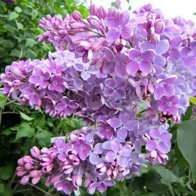 Сирень ОЛЯ в Калинковичах