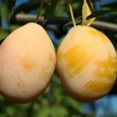 Слива ВАШИНГТОН в Калинковичах