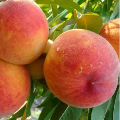 Персик ДИВНЫЙ в Калинковичах