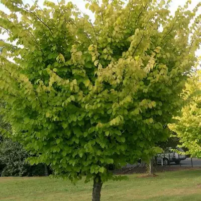 Вяз обыкновенный в Калинковичах