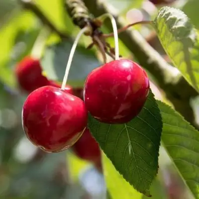 Черешня ТЕРЕМОШКА в Калинковичах