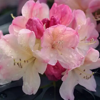 Рододендрон ПЕРСИ ВАЙСМАН в Калинковичах