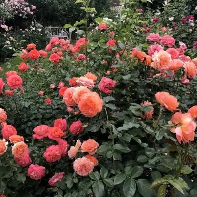 Роза БЕЛЬВЕДЕР шраб в Калинковичах