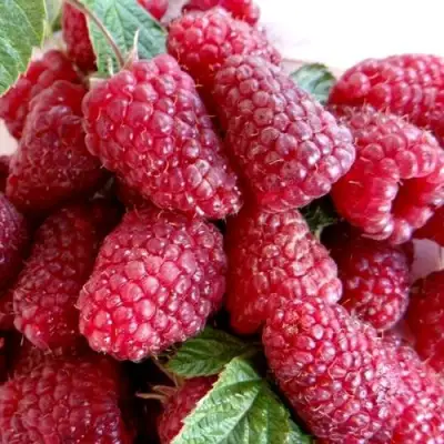 Малина КАСКАД ДЕЛАЙТ в Калинковичах