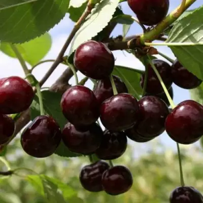 Вишня СВЕРДЛОВЧАНКА степная в Калинковичах