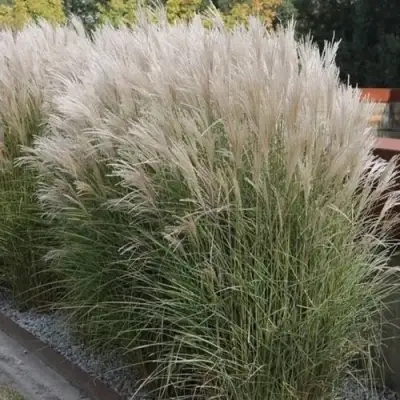 Мискантус КЛЯЙН СИЛЬБЕРСПАЙН китайский  в Калинковичах