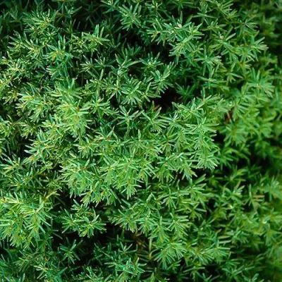 Туя ТЕДДИ западная в Калинковичах