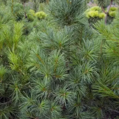 Сосна АРМАНДИ в Калинковичах