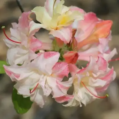 Азалия КЭННОНС ДАБЛ листопадная в Калинковичах