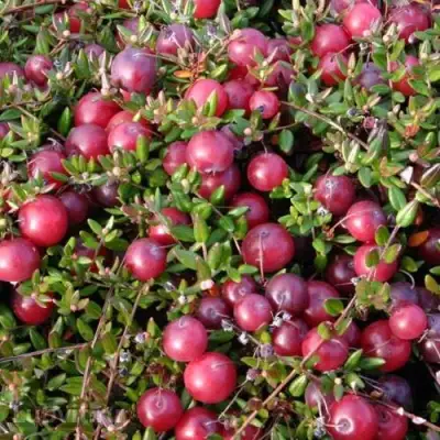 Клюква БЕН ЛИР в Калинковичах