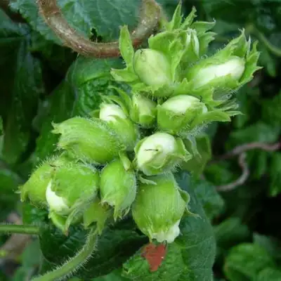 Фундук ВЕББА ЦЕННЫЙ в Калинковичах