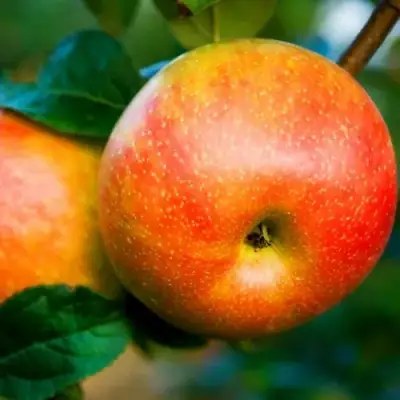 Яблоня АБРИКОСОВАЯ в Калинковичах