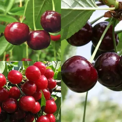 Комплект ВИШНЕВЫЙ САД в Калинковичах